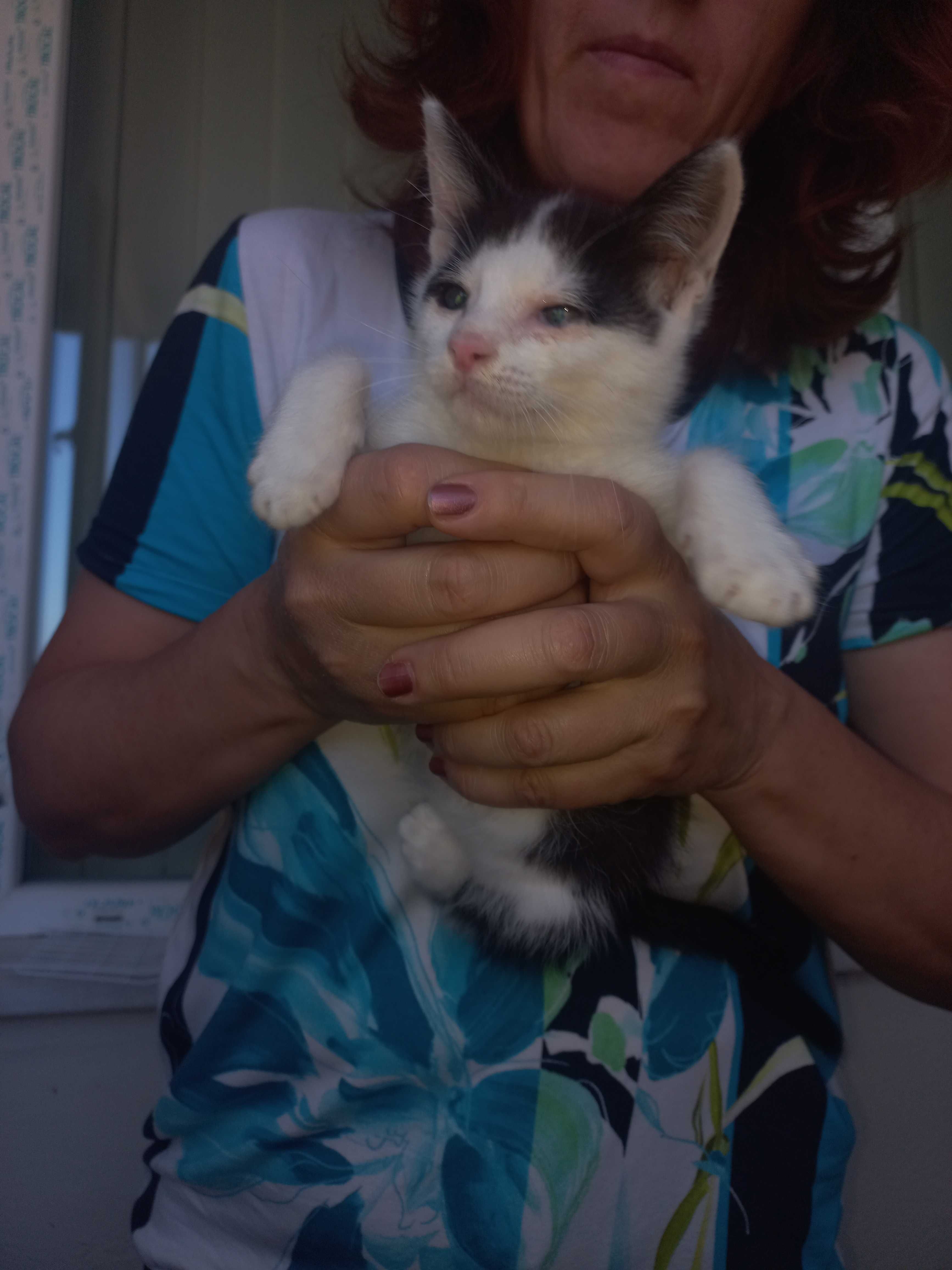 Подарявам котенца