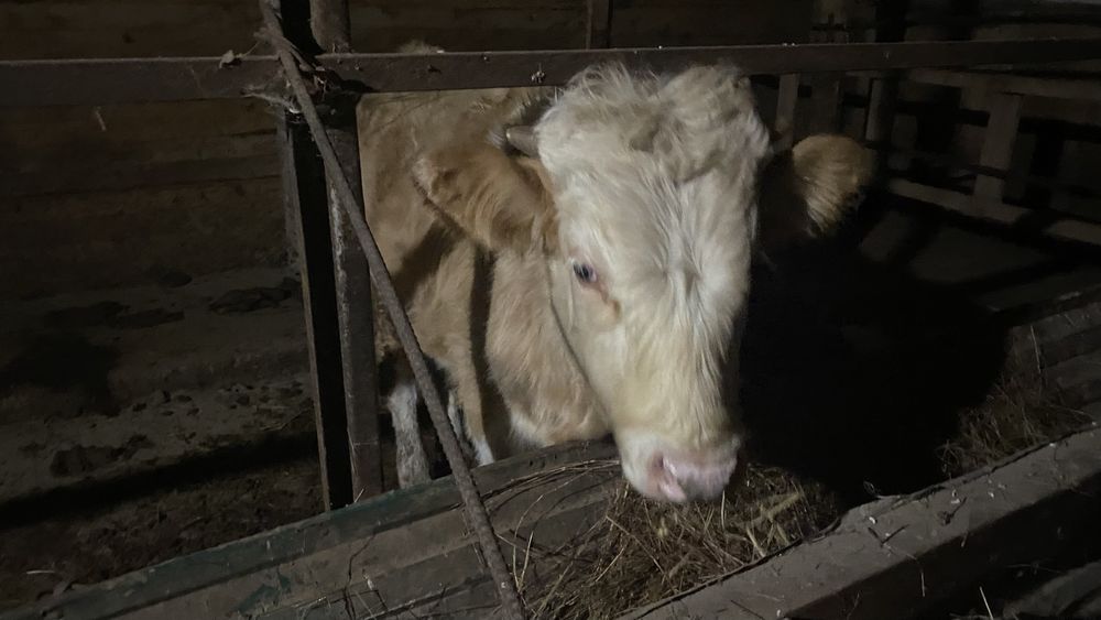 Продам бычку 4 голов 8 месячны