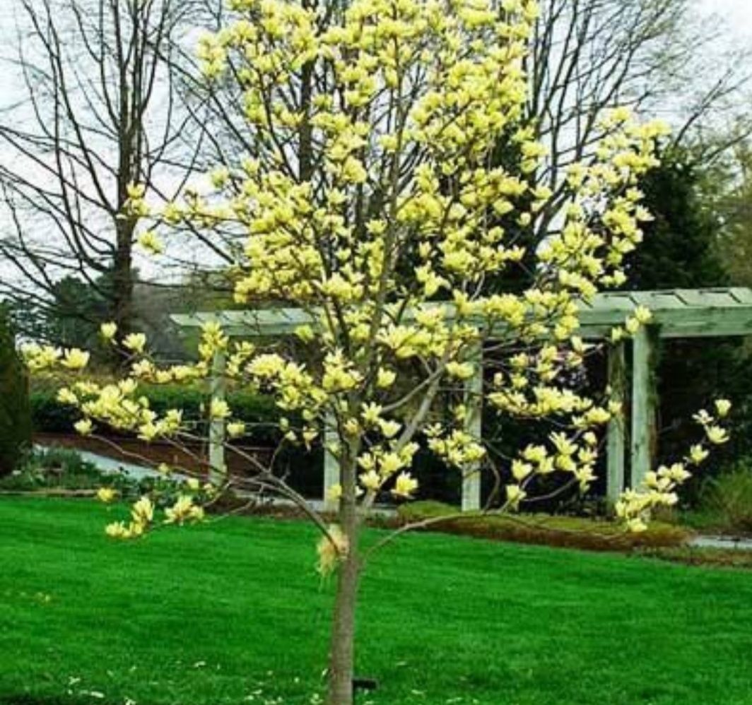 Tuia aurea/ albăstrui .Magnolia, tuia pitică/ gard viu gazon rulou