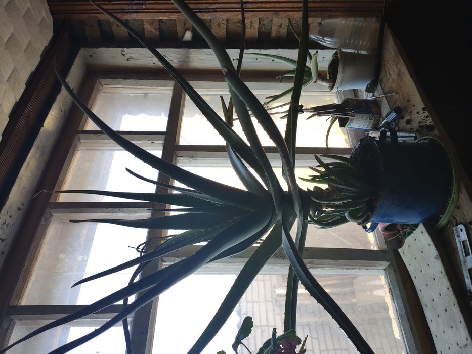 Алоэ,комнатное лечебное растение