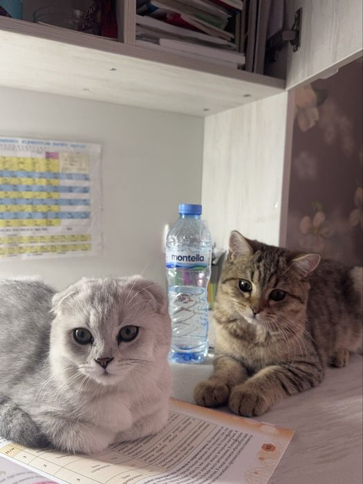 Продается британские кошки