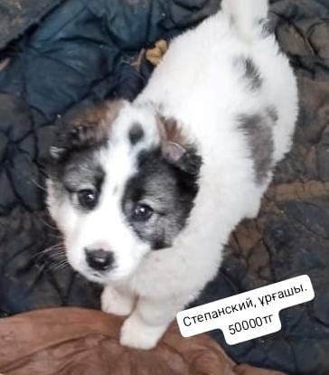 Алабай күшіктер сатылады.. Еркектер, ұрғашы