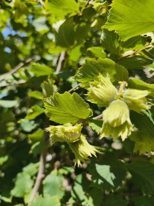 Работы по саду. Обрезка и обработка деревьев и кустов.