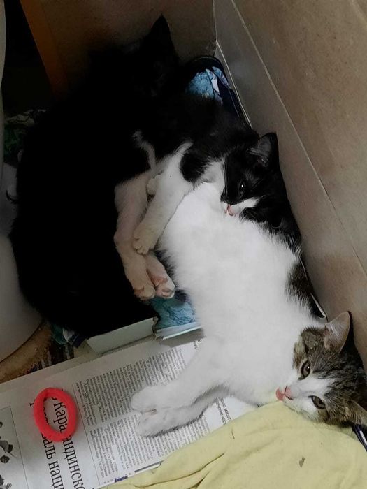 Отдам котят бесплатно