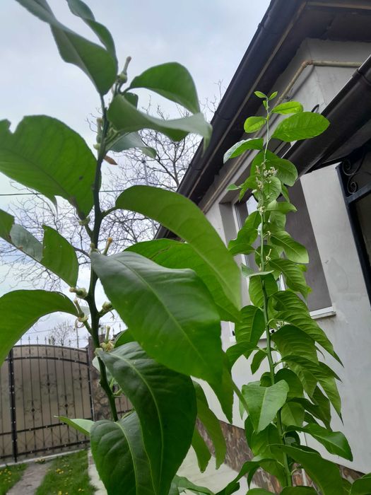 Vand Lamai la ghiveci