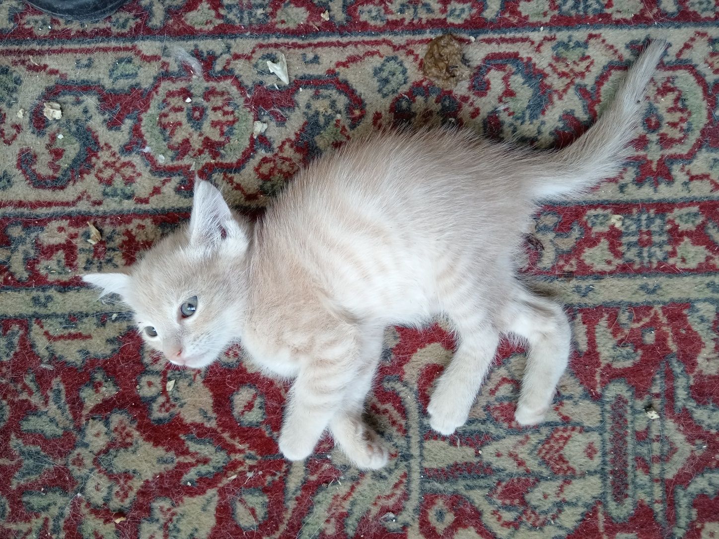 Котята 1.5 месяца, домашние, чистенькие