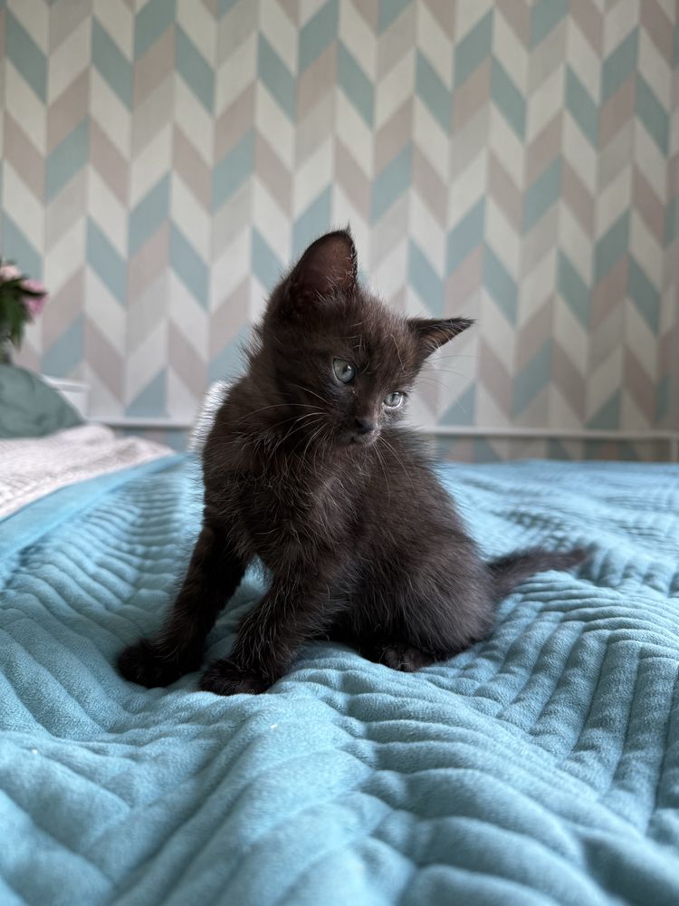 Котенок ищет дом