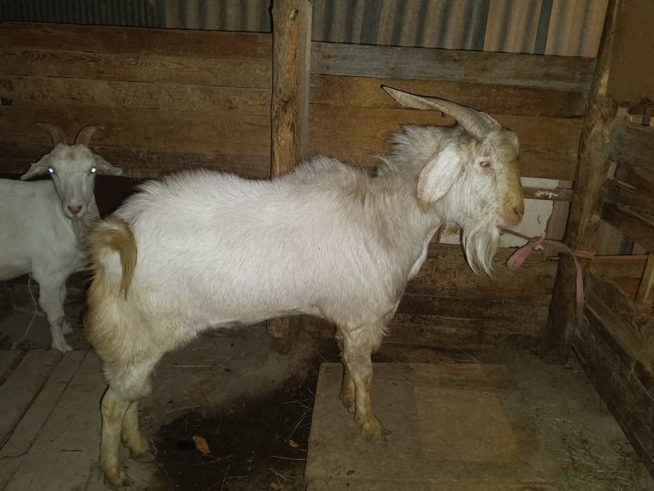 Ешки сатылады,Теке порода битал