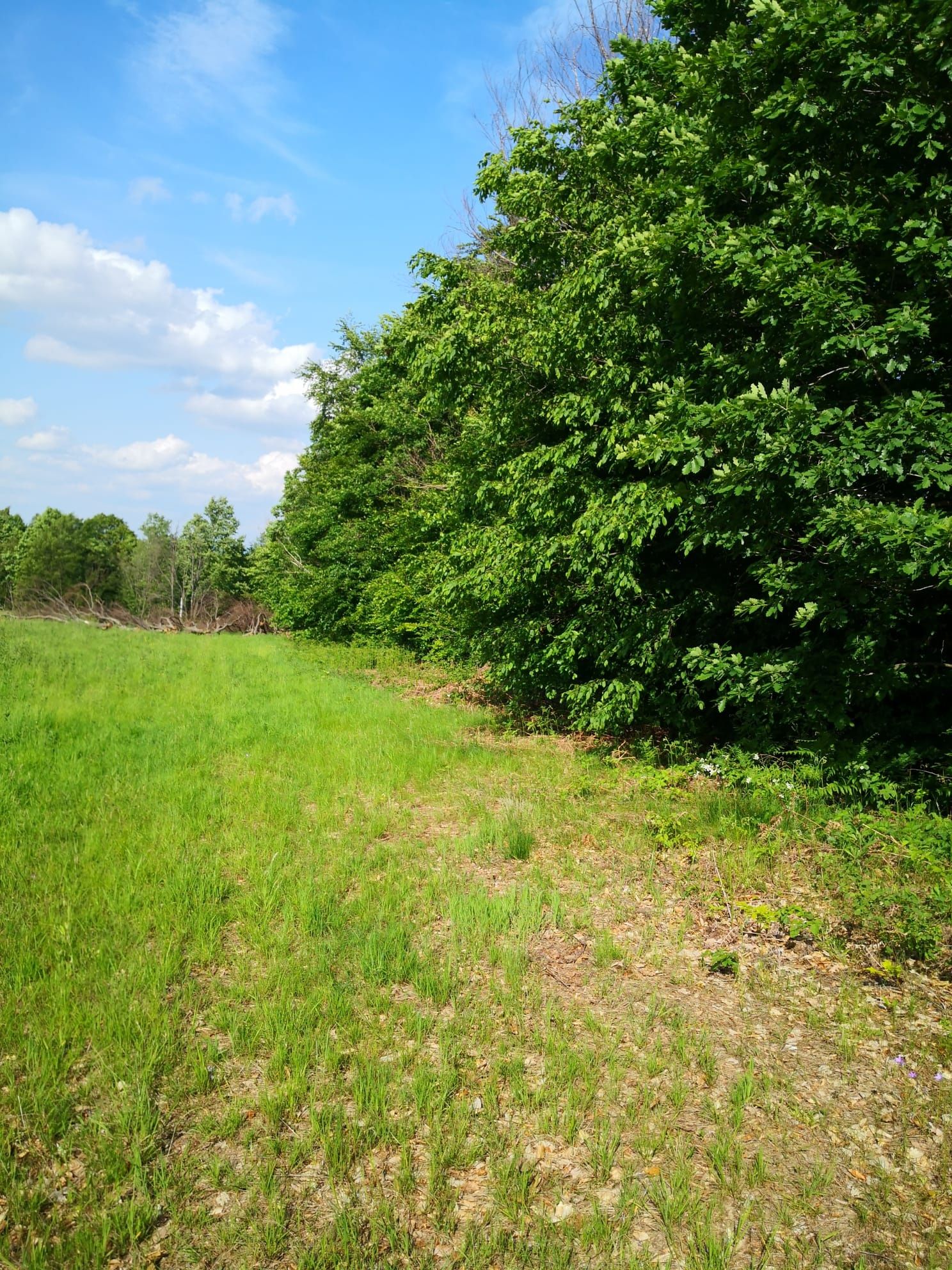 Teren 2,5 ha Negreni, Cluj – pădure, și curent