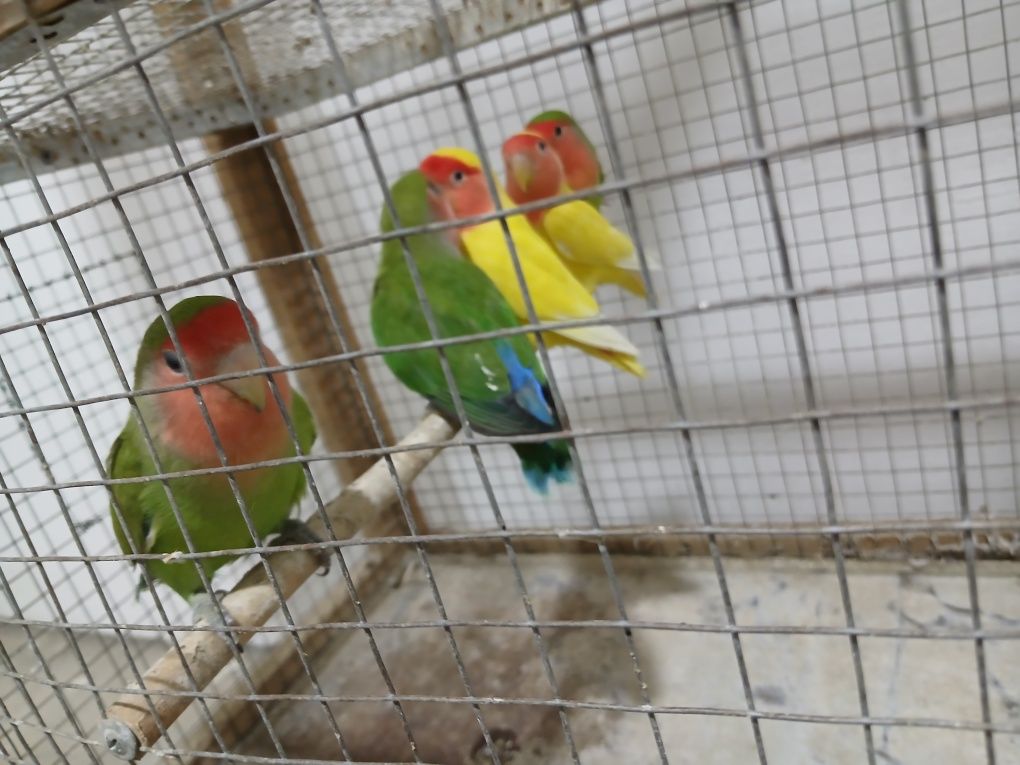 Ishlagan bola bergan, rangi tiniq yirik qushlar, yaxshi boqilgan