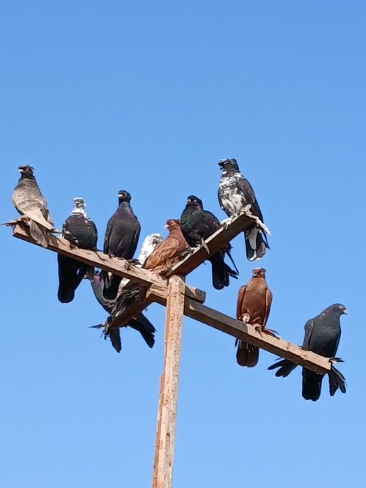 Продаю голубей лётных