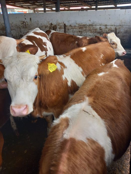 Vând tăurași și vițele