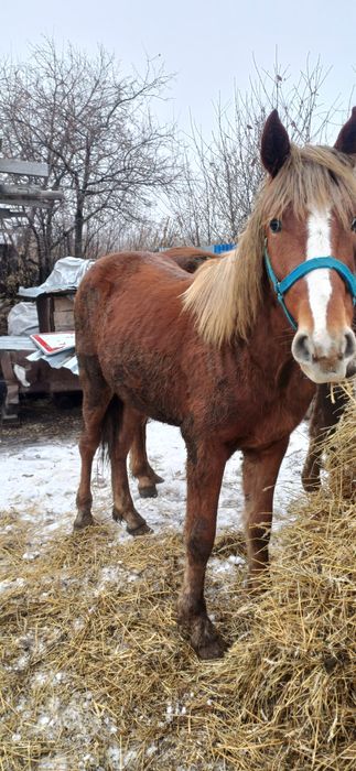 Продам тай. Стоит на откорме