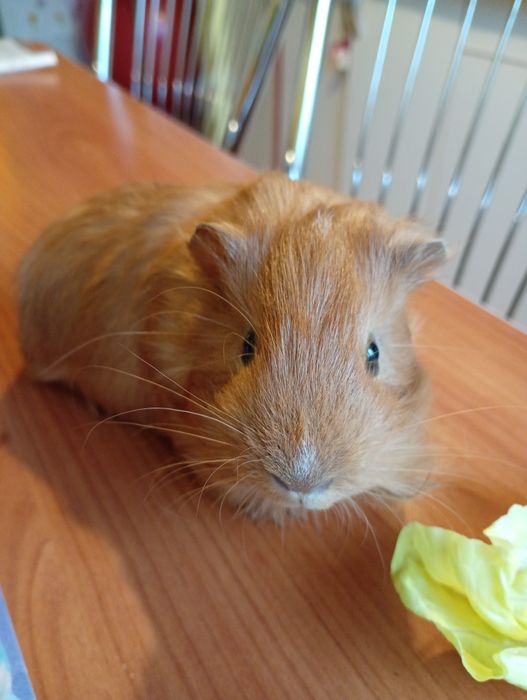 Porcușor de guineea