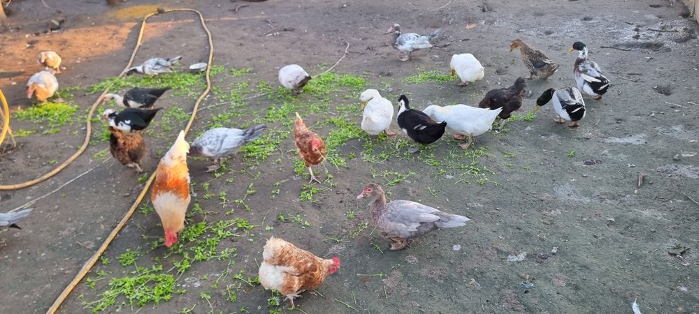 Продавам неми патици,,юрдечки.