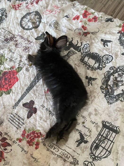 Donez Iepuri de companie