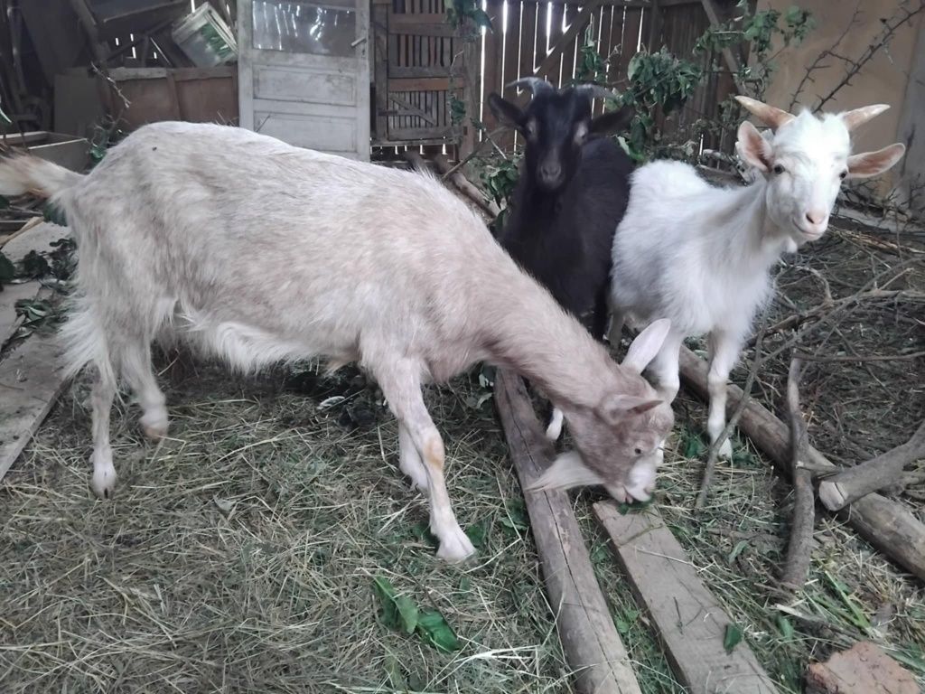Vând o iada si doi țapi