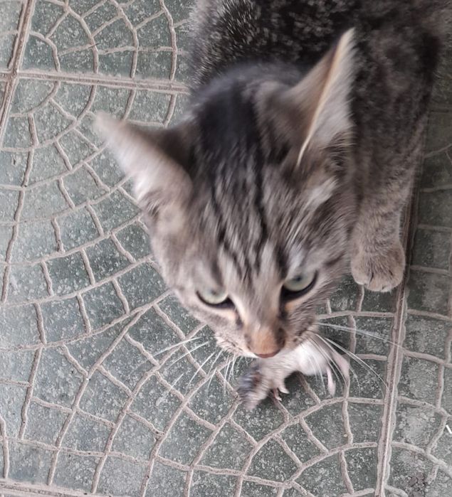 Отдам кота мышелов!!! Молодй 7-8 месяцев