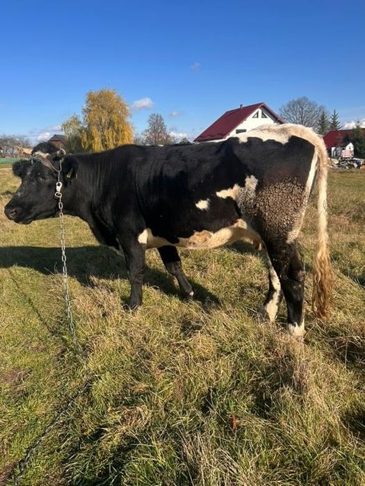 Vând juncă la prima fătare