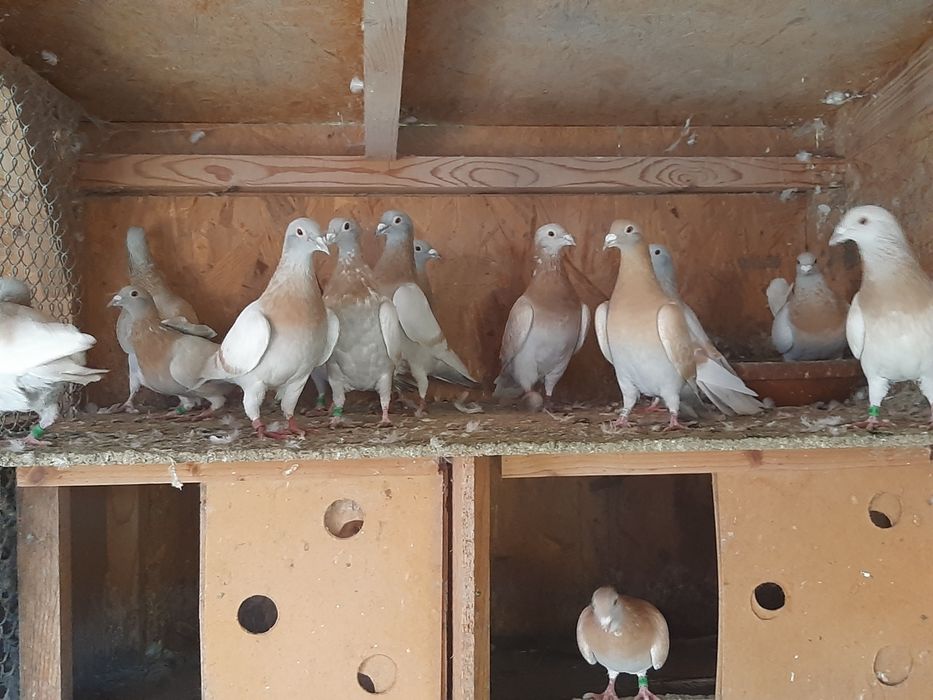 Vand porumbei voiajori