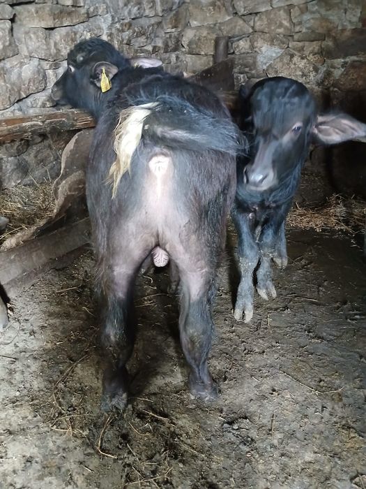 Vând viței de bivoliță