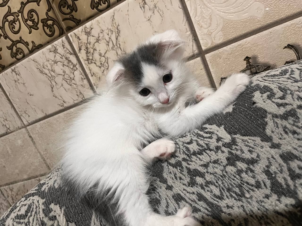 Котёнок вислоухий