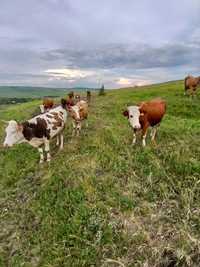 Vând vaci și vitei  sat tautesti com rediu