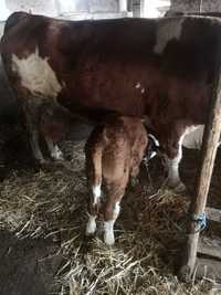 Vând vaca rasa baltat românească cu vițel abia fatata