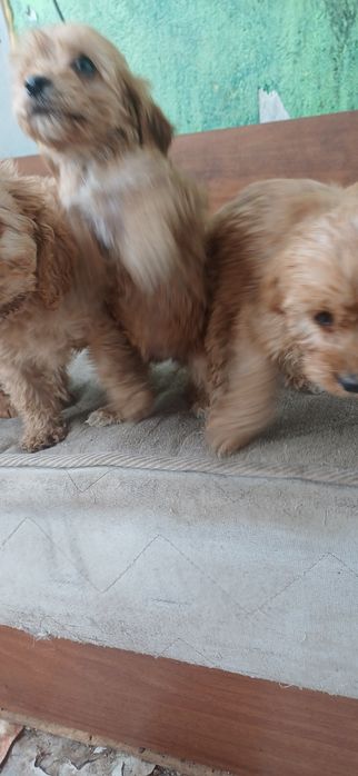 Малки кученца търсят своите усиноветили