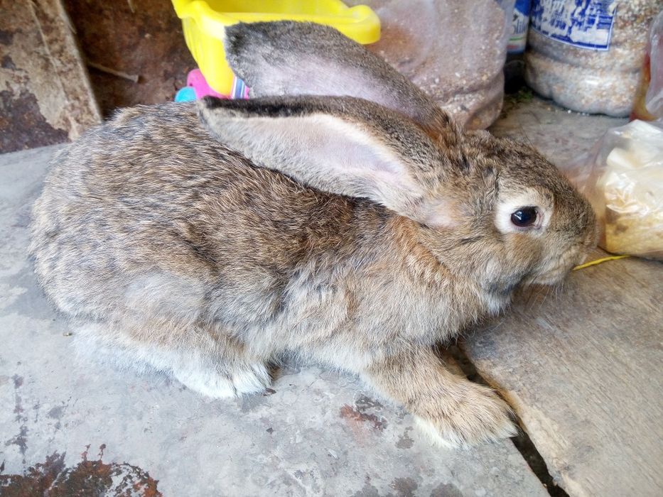 Продам кроликов породы Фландр им 5 месяцев