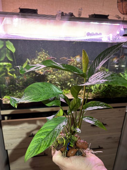 Анубиас гигант, аквариумное растение