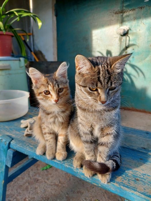 Котенок девочка 3мес.