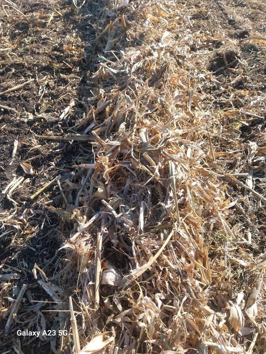 Baloți de porumb (coceni)