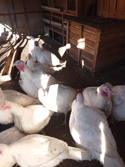 Продается мясо гусей индюков