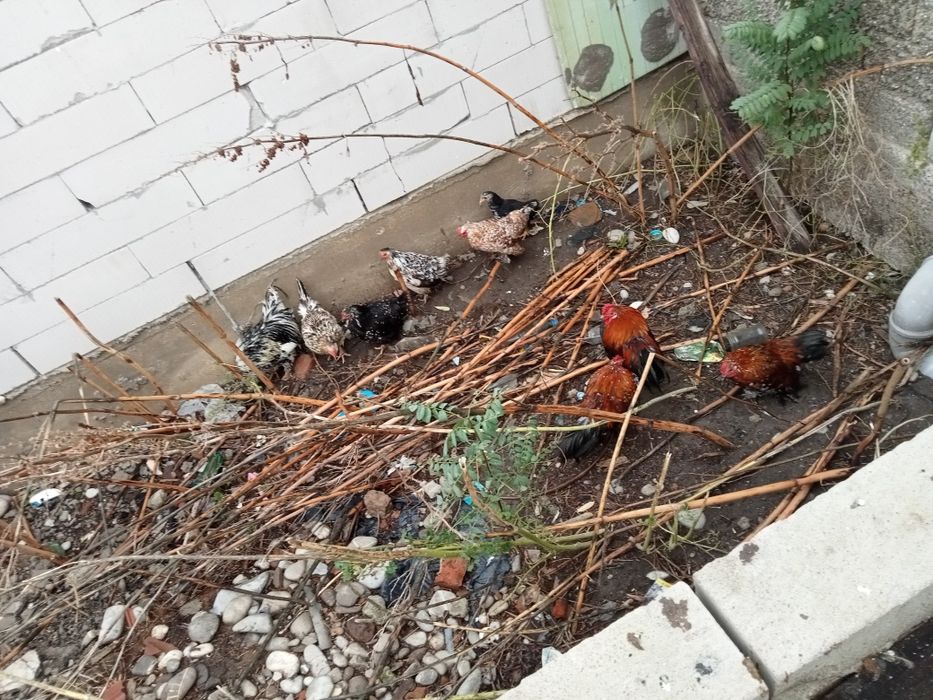 Vând găinușe pitici se vând toate 9 bucăți