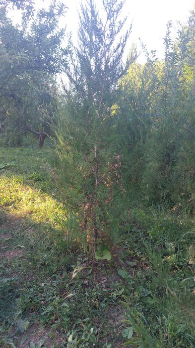 Можевельники и. сирийская Роза