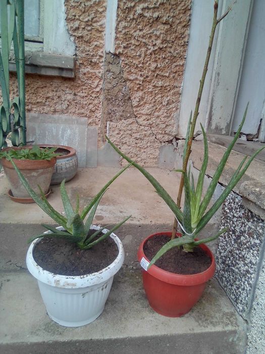 Алое Вера лечебно