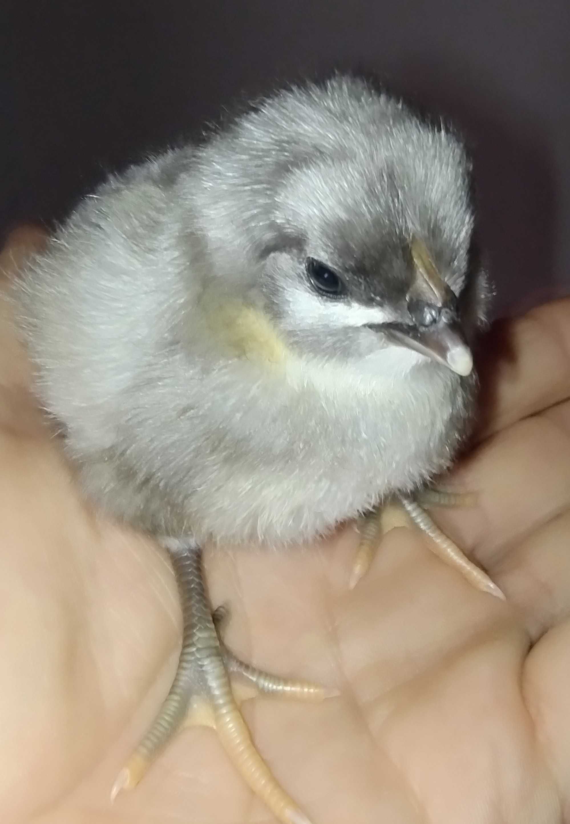 Pui de găină Italiana,la bresse,australorp,plymouth,vorverk,brahma