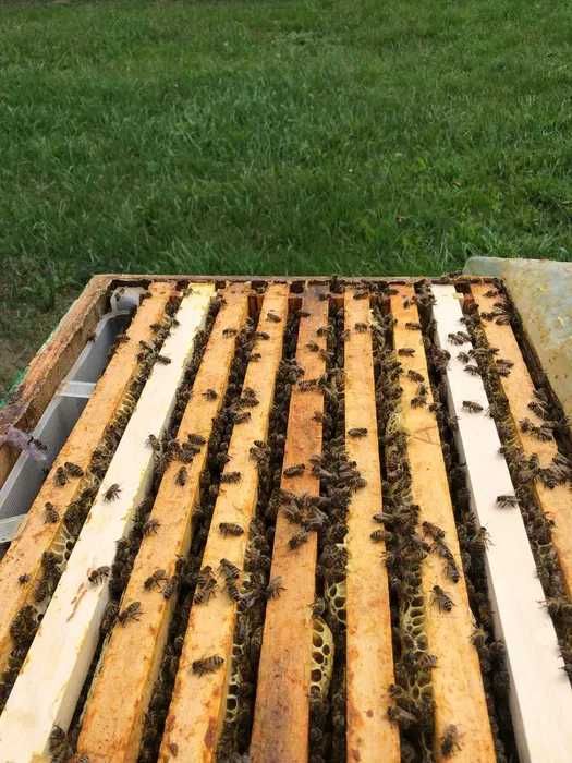 Familii de albine pregatite pentru cules si roi pe 5 rame dupa 1 Iunie