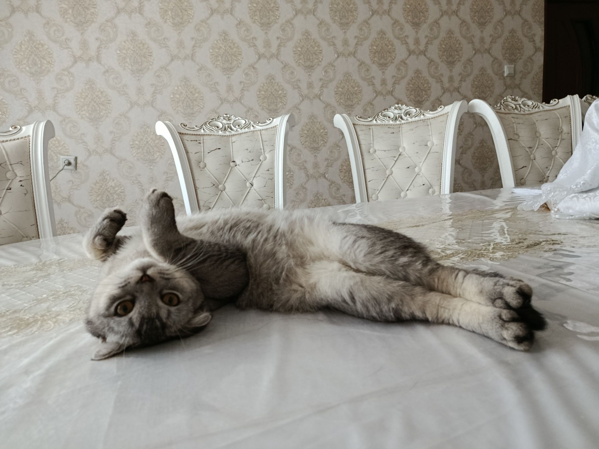 Скотиш фолд здоровый