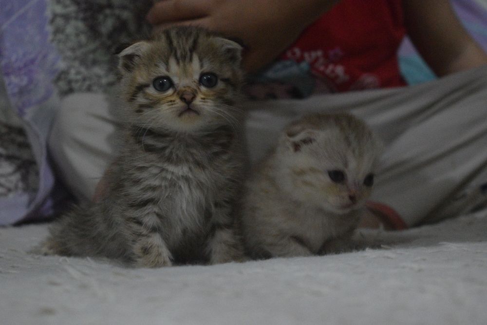 Пушистые комочки счастья