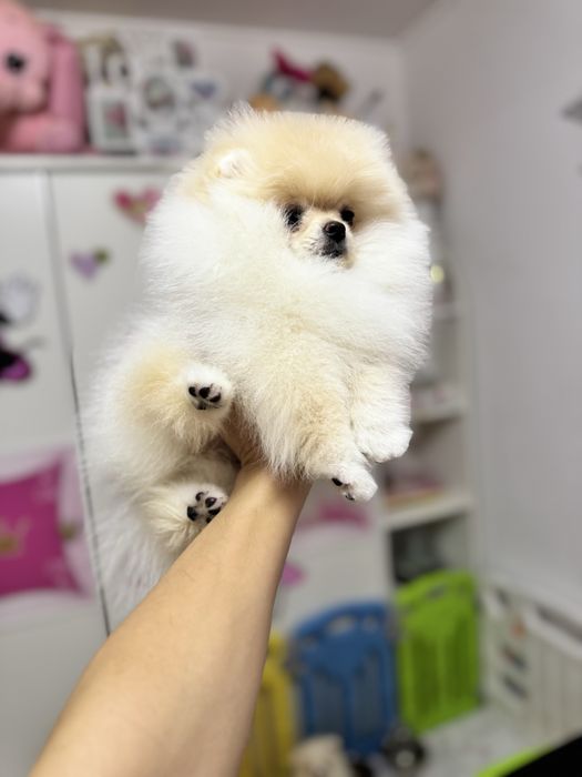 Femela pomeranian fci pedigree