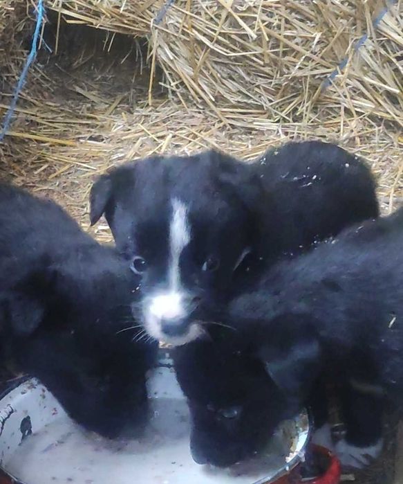 Donez căței - jud Mureș