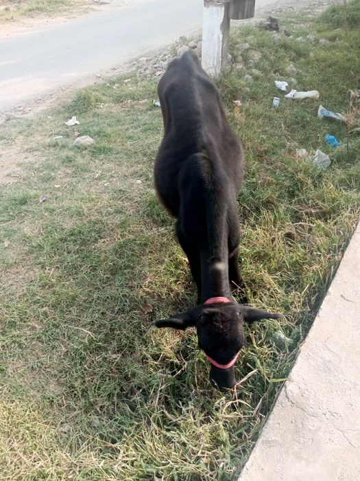 Яхши навосча сотилади арзон