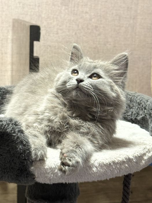 Британский Хайленд мальчик 3 месяц