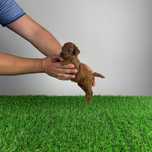 Pudel Pitici Miniature poodle cu pedigree caută familie iubitoare