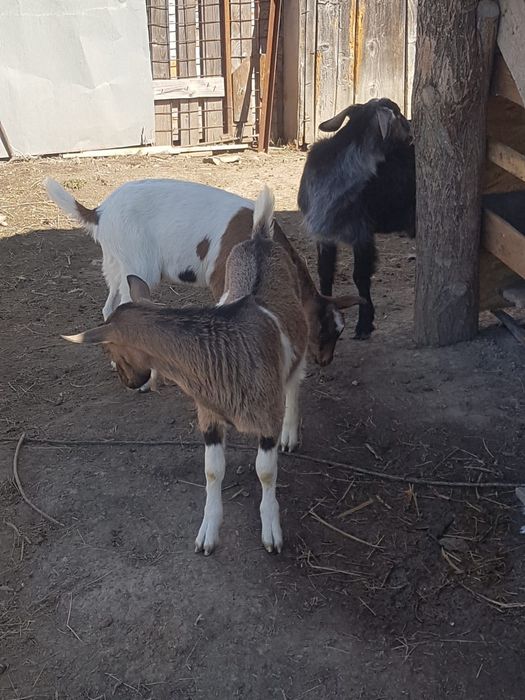 Vând Capre/ied/Tap/iezi/Capra