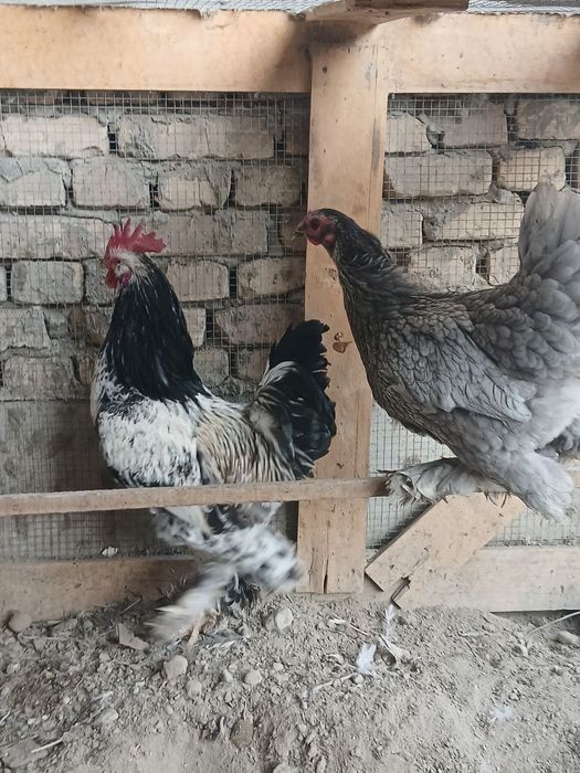 Хуроз товук сотилади