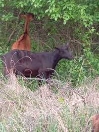 Capra murciana grandina