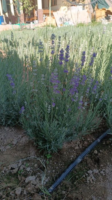 Fransuzkiy lavanda 20000so'm